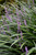 Big Blue Lily Turf (Liriope muscari 'Big Blue' 5119*1) TRADE 1 