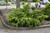 Gold Coast Juniper (Juniperus x media 'Gold Coast' 2030.315) #3 15-18"