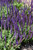East Friesland Sage (Salvia nemorosa 'East Friesland' 5394.1) #1 