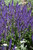 May Night Sage (Salvia x sylvestris 'May Night' 5329.1) #1 