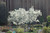 Autumn Brilliance Serviceberry (Amelanchier x grandiflora 'Autumn Brilliance' 1175.524) #5 24-30"