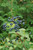 Blue Muffin Viburnum (Viburnum dentatum 'Christom' 1611.5PW) #5 PWINNER
