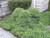 Dwarf Japanese Garden Juniper (Juniperus procumbens 'Nana' 2050.315) #3 15-18"