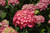 Forever Pink Hydrangea (Hydrangea macrophylla 'Forever Pink' 1110.5) #5 