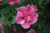 Lucy Rose Of Sharon (Hibiscus syriacus 'Lucy' 1103.5) #5 