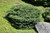 Birds Nest Spruce (Picea abies 'Nidiformis' 2070.312) #3 12-15"