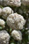 Burkwood Viburnum (Viburnum x burkwoodii 1510.518) #5 18-24"