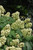 Snow Queen Hydrangea (Hydrangea quercifolia 'Snow Queen' 1433.3) #3 