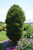 Fine Line Fern Leaf Buckthorn (Rhamnus frangula 'Ron Williams' 1301.3PW) #3 PWINNER