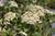 Mohican Viburnum (Viburnum lantana 'Mohican' 1490.524) #5 24-30"