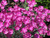 Firewitch Pinks (Dianthus gratianopolitanus 'Firewitch' 4297.1) #1 
