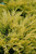 Limeglow Juniper (Juniperus horizontalis 'NOSIg' 2157.315) #3 15-18"