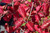 Chicago Lustre Viburnum (Viburnum dentatum 'Synnesvedt' 1481.524) #5 24-30"