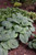 Blue Angel Hosta (Hosta 'Blue Angel' 4899.1) #1 