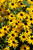 Goldsturm Coneflower (Rudbeckia fulgida 'Goldsturm' 5326.1) #1 