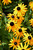 Goldsturm Coneflower (Rudbeckia fulgida 'Goldsturm' 5326.1) #1 