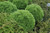 Little Giant Arborvitae (Thuja occidentalis 'Little Giant' 2155.312) #3 12-15"