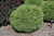 Mr. Bowling Ball Arborvitae (Thuja occidentalis 'Bobazam' 2257.312) #3 12-15"