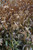 Northern Sea Oats (Chasmanthium latifolium 4149.1) #1 
