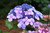 Twist-n-Shout Hydrangea (Hydrangea macrophylla 'PIIHM-I' 1559.5) #5 