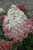 Vanilla Strawberry Hydrangea (Hydrangea paniculata 'Renhy' 1259.5) #5 