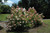 Vanilla Strawberry Hydrangea (Hydrangea paniculata 'Renhy' 1259.5) #5 