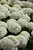 Incrediball Hydrangea (Hydrangea arborescens 'Abetwo' 1864.3PW) #3 PWINNER