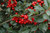 Berri-Magic Meserve Holly (Ilex x meserveae 'Berri-Magic' 2732.315) #3 15-18"
