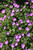 Max Frei Cranesbill (Geranium sanguineum 'Max Frei' 4185.1) #1 