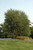 Heritage River Birch (clump) (Betula nigra 'Heritage (clump)' 0092.9M8) #15 8' MS