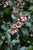 Blue Prince Meserve Holly (Ilex x meserveae 'Blue Prince' 2026.315) #3 15-18"