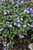 Waterperry Blue Speedwell (Veronica 'Waterperry Blue' 5462.1) #1 