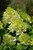 Little Lime Hydrangea (Hydrangea paniculata 'Jane' 1868.5PW) #5 PWINNER