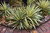 Color Guard Adam's Needle (Yucca filamentosa 'Color Guard' 2718.312) #3 12-15"