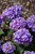 Bloomstruck Hydrangea (Hydrangea macrophylla 'PIIHM-II' 1243.5) #5 