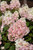Strawberry Sundae Hydrangea (Hydrangea paniculata 'Rensun' 1287.5) #5 