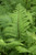 Lady in Red Fern (Athyrium filix-femina 'Lady in Red' 4915.1) #1 