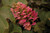 Ruby Slippers Hydrangea (Hydrangea quercifolia 'Ruby Slippers' 1568.5) #5 