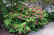 Ruby Slippers Hydrangea (Hydrangea quercifolia 'Ruby Slippers' 1568.5) #5 