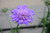Butterfly Blue Pincushion Flower (Scabiosa 'Butterfly Blue' 5334.1) #1 