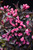 Spilled Wine Weigela (Weigela florida 'Bokraspiwi' 1572.3PW) #3 PWINNER