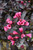Spilled Wine Weigela (Weigela florida 'Bokraspiwi' 1572.3PW) #3 PWINNER