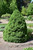 Dwarf Alberta Spruce (Picea glauca 'Conica' 2085.324) #3 24-30"