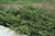 Everlow Yew (Taxus x media 'Everlow' 2504.312) #3 12-15"