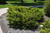 Everlow Yew (Taxus x media 'Everlow' 2504.312) #3 12-15"