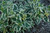 Cool Splash Bush Honeysuckle (Diervilla sessilifolia 'LPDC Podaras' 1146.3) #3 