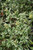 Cool Splash Bush Honeysuckle (Diervilla sessilifolia 'LPDC Podaras' 1146.3) #3 