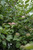 Liberty Apple (Malus 'Liberty' 0300.8SD) #10 SEMIDWF