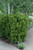 Hicks Yew (Taxus x media 'Hicksii' 2230.524) #5 24-30"