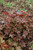 Palace Purple Coral Bells (Heuchera micrantha 'Palace Purple' 4802.1) #1 